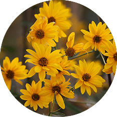 organic arnica oil flower